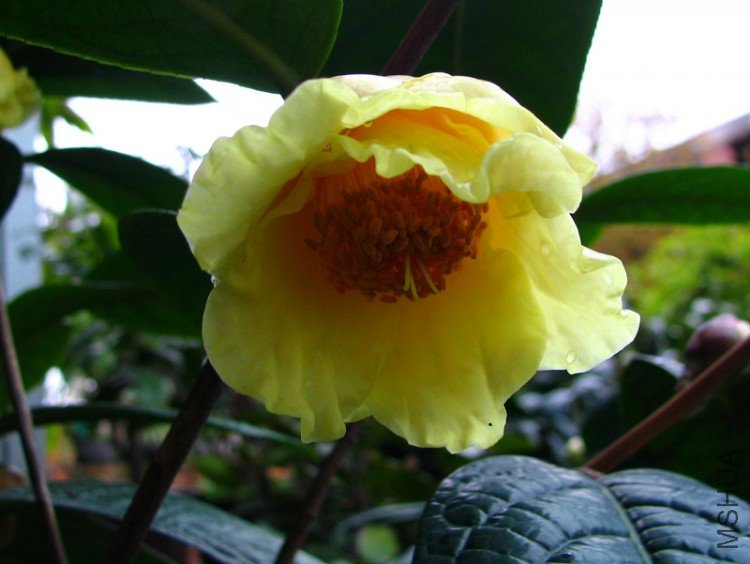 ������軨