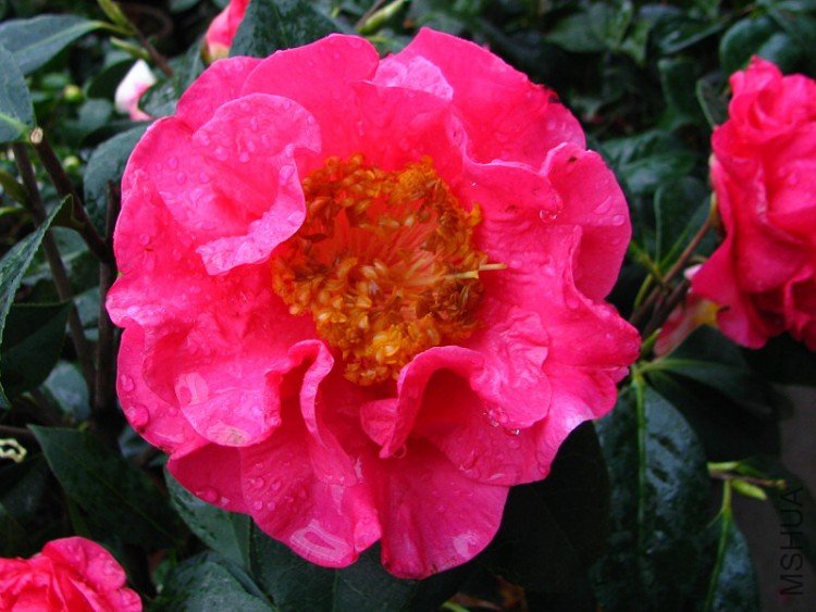 ����Ƥ��