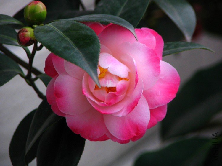 ��ã�Ĵ���