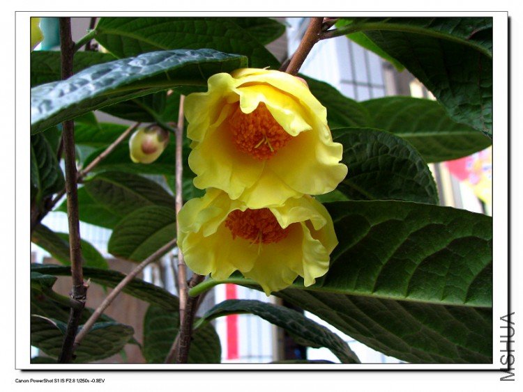 ������軨