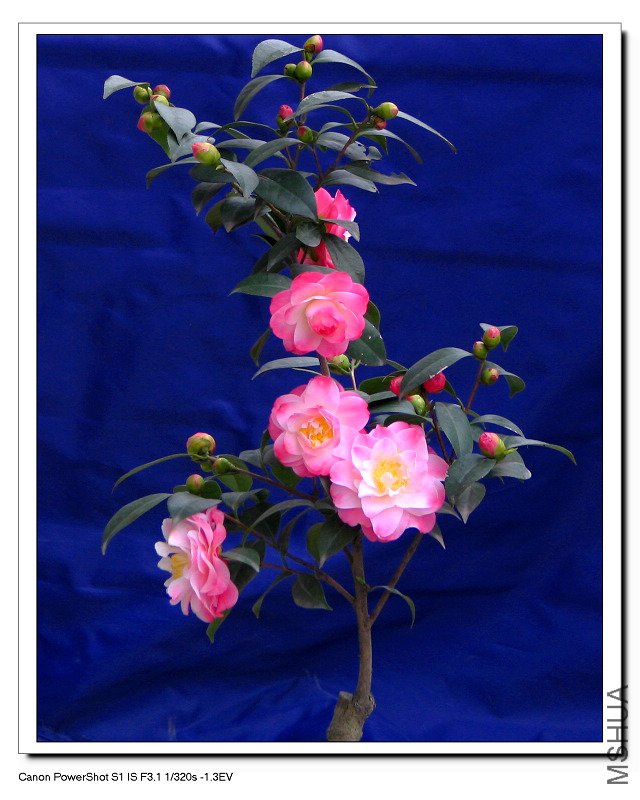 ��ã�Ĵ���