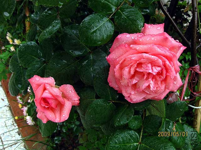 IMG_5000-s.jpg