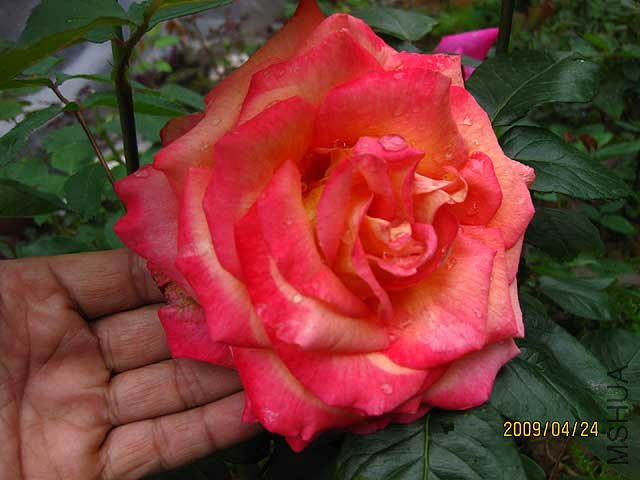 IMG_4706-s.jpg