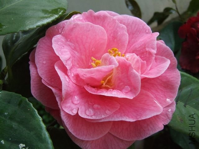 DSCF7600.jpg