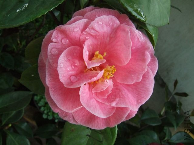 DSCF7588.jpg