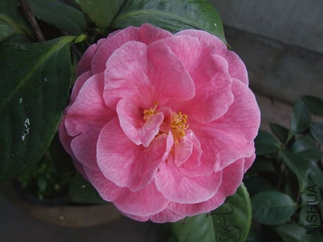 DSCF7655.jpg