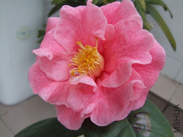 DSCF7095.jpg