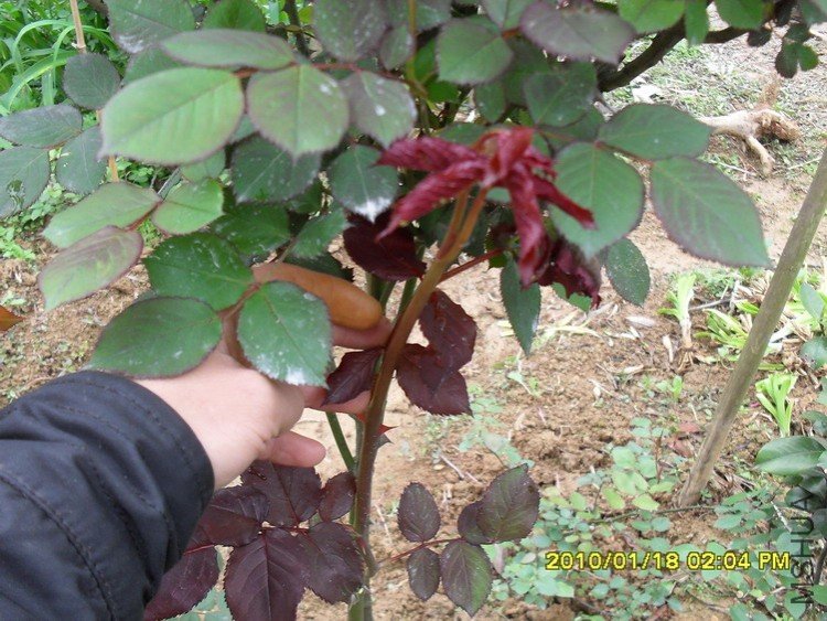 ��ī˫��׳ѿ