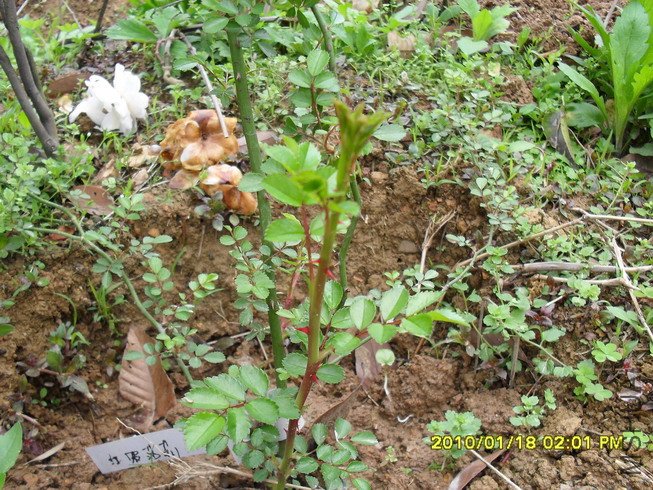 ��������ɯ��