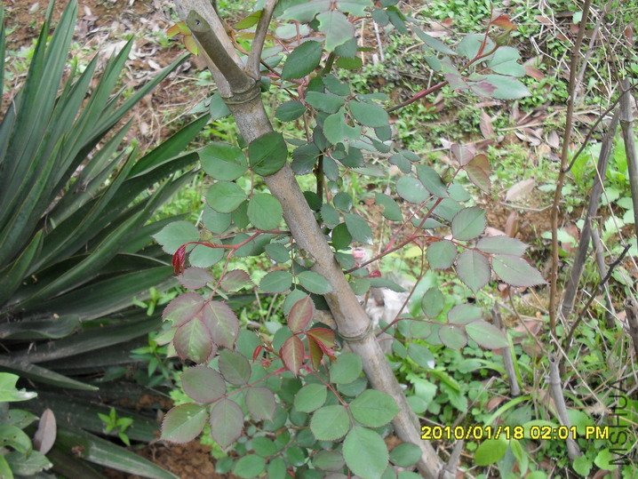 ����õ��Ũ��֮�