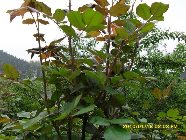 �ߴ�Ĺ�ľŮ��