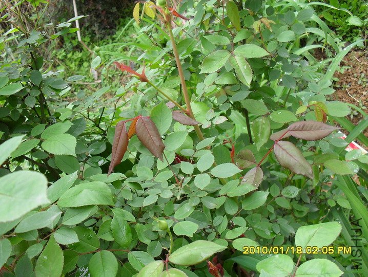 ���º�Ҫ����