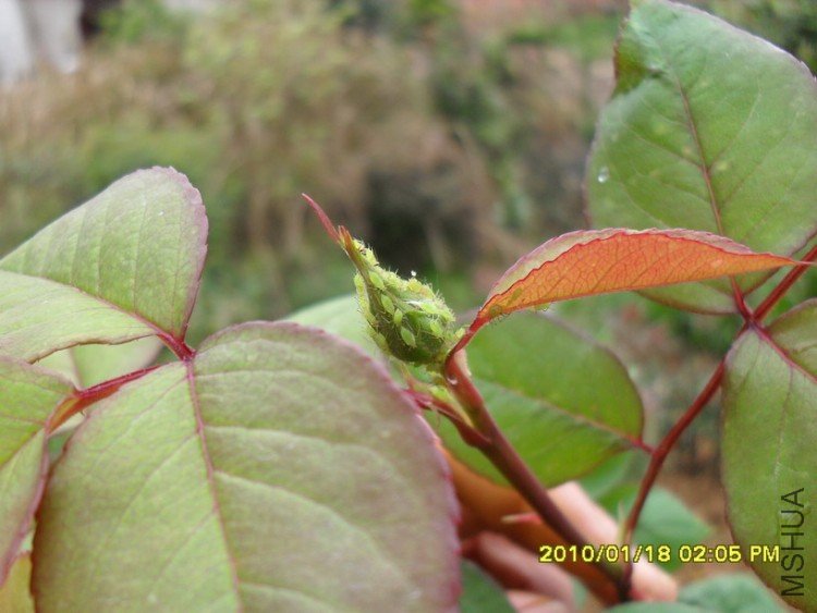 ���ƣ��ö�ѿ�棬�մ�ҩ��