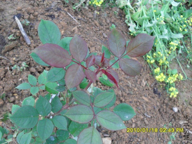 ������ѩ����