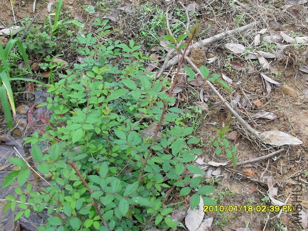 ��������Ұ����Ǿޱ