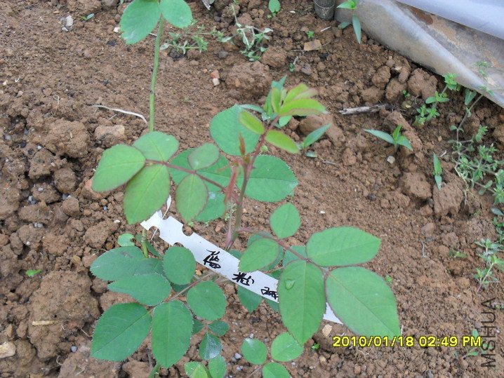 ��������õ��