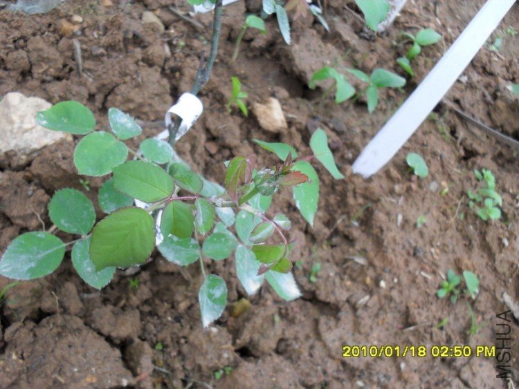 ��ɫ�����