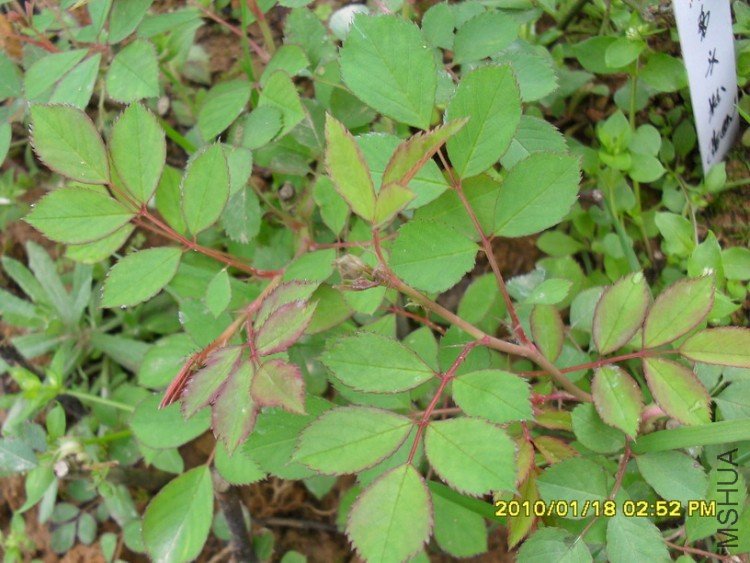 Ǥ����޴�Ǥ��Ǿޱ�л�����