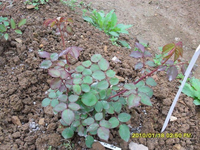 ����ɯ�ֿ�