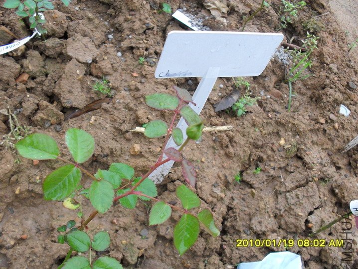 �ǲ�����