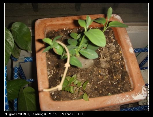 SSM12512.JPG