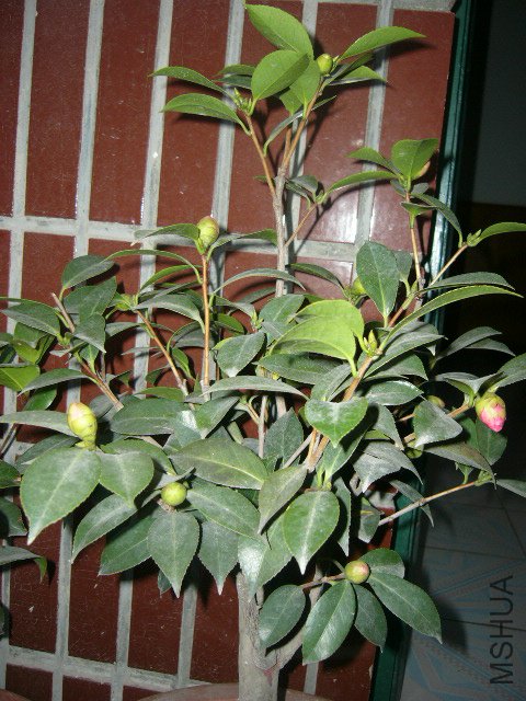 ��һ��ͼ�ǿ���ǰ��