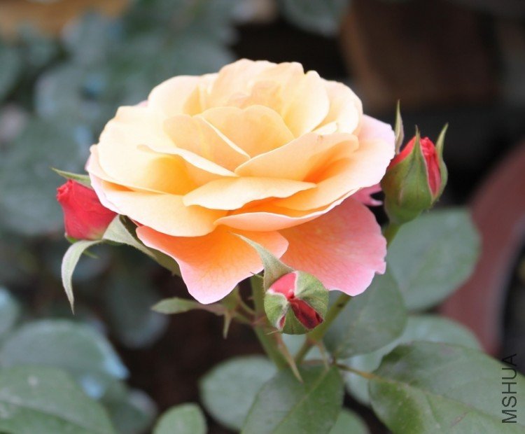 IMG_3407_��Ӱ_1.jpg