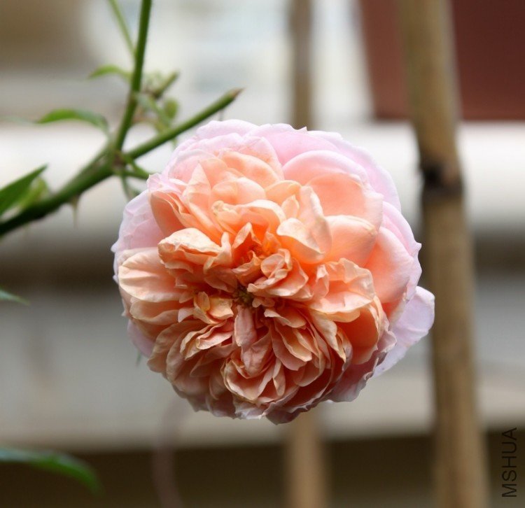IMG_3417_��Ӱ_1.jpg