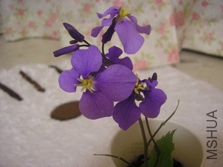 20100405.JPG
