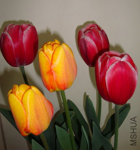 tulip-DSC00306.JPG