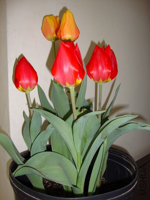 tulip-DSC00297.JPG