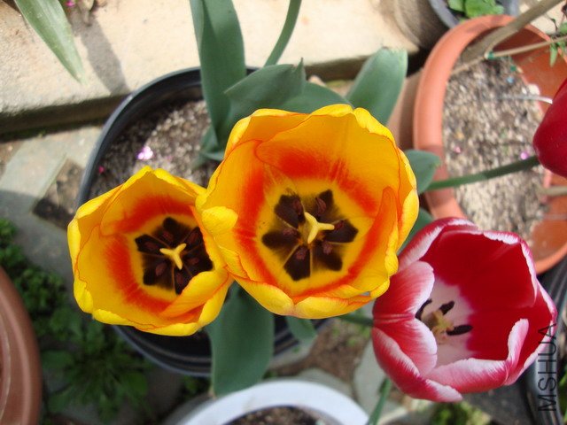 tulip-DSC00208.JPG