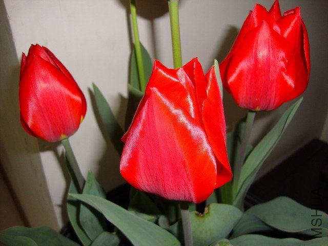tulip-DSC00301.JPG