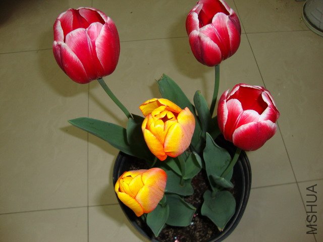 tulip-DSC00303.JPG