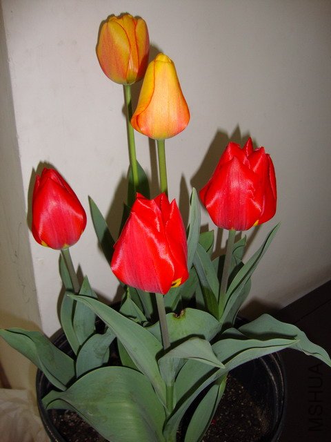 tulip-DSC00298.JPG