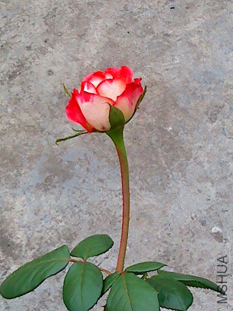 DSC02064.JPG