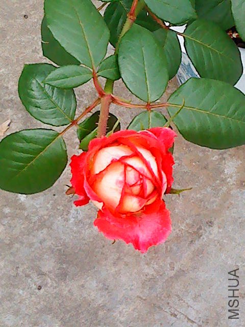 DSC02050.JPG