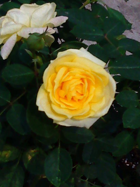 DSC01898.JPG