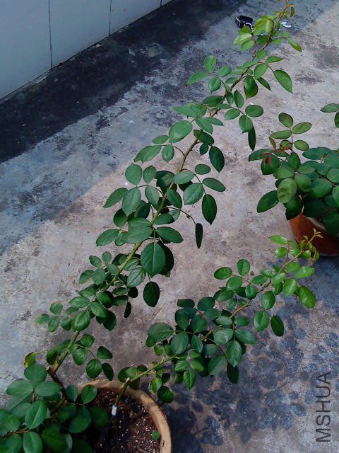 DSC01910.JPG