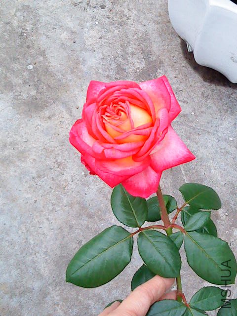 DSC02167.JPG