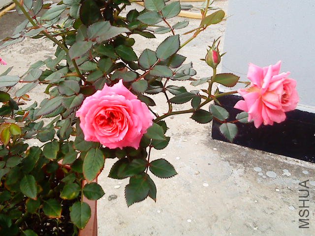 DSC02058.JPG