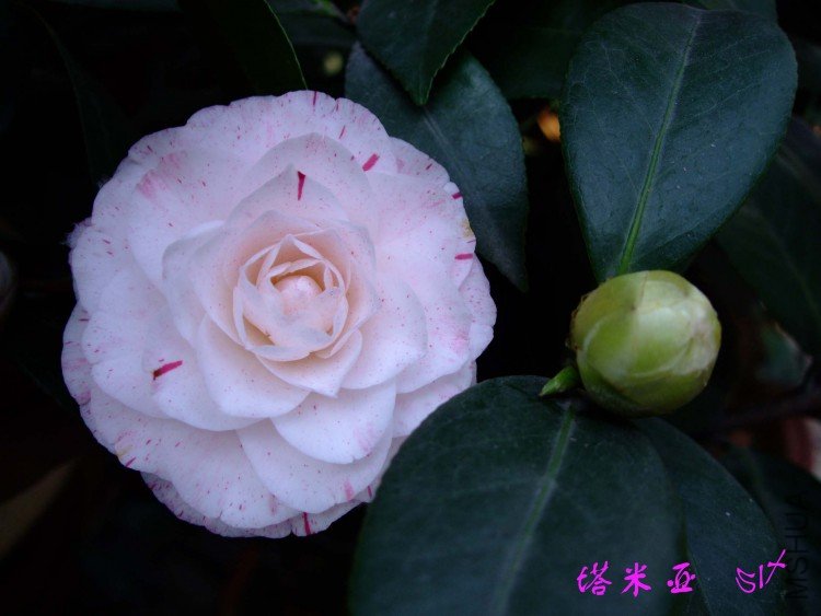 ������10-4-5 (4).jpg