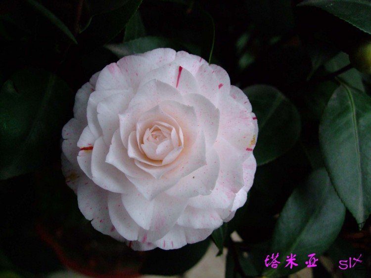 ��Ƭ10-4-6 00111.jpg