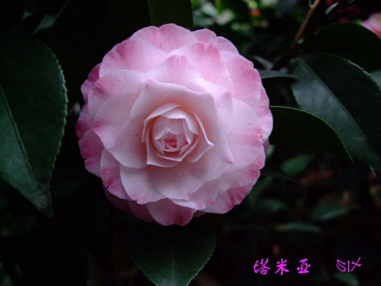 ��Ƭ10-4-6 00311.jpg