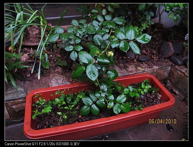 ���Ǻ�650mm�ĳ�����Ƚϳߴ�