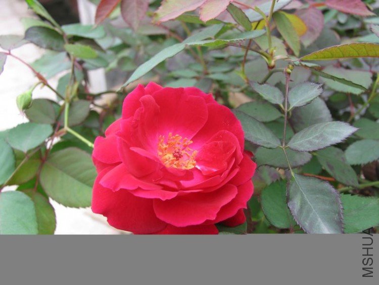 ɽ��ͼƬ�� 222.jpg