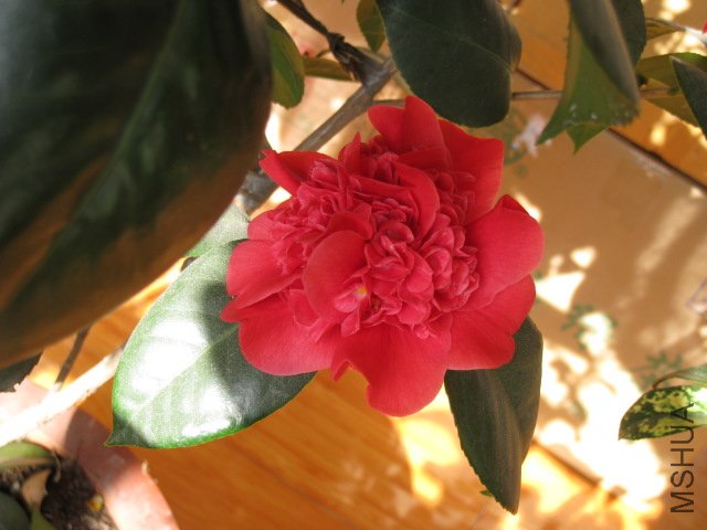 ��Ƭ 029.jpg