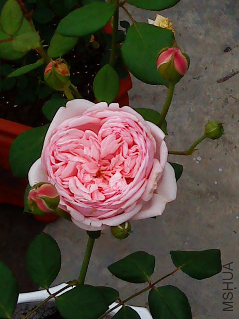 DSC02203.JPG
