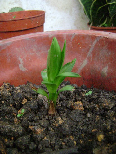 DSC08891.JPG
