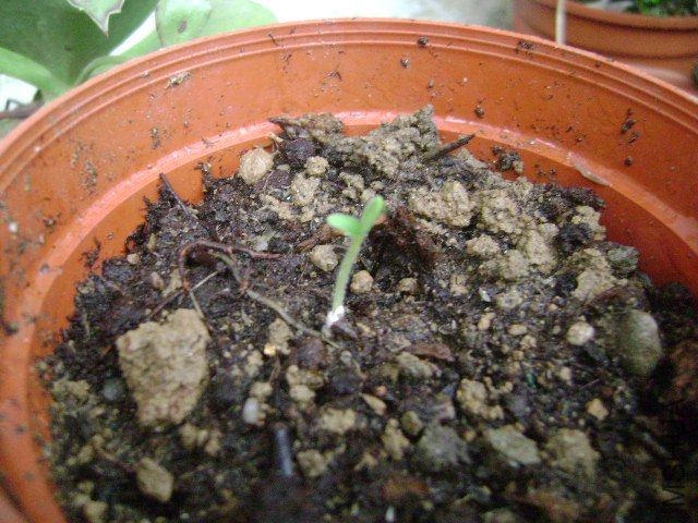 DSC08888.JPG